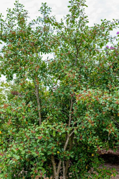 Bourdaine Frangula alnus arbuste Frangula alnus arbuste