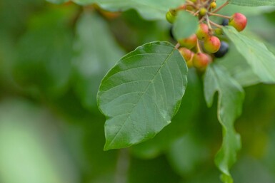Frangula alnus