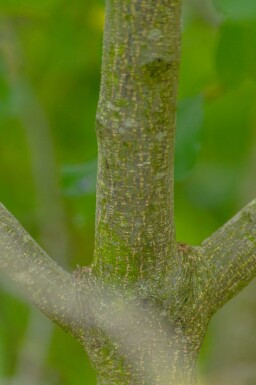 Bourdaine Frangula alnus arbuste Frangula alnus arbuste