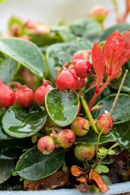 Gaultheria procumbens