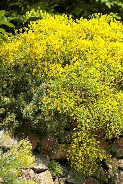 Genêt de lydie Genista lydia arbuste 30-40 C3 Genista lydia arbuste 30-40 cm