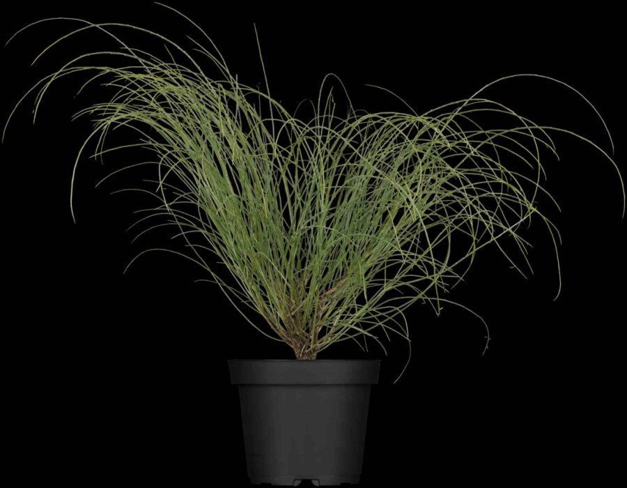 Genêt de lydie Genista lydia arbuste 30-40 C3 Genista lydia arbuste 30-40 cm