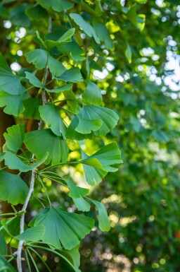Ginkgo Ginkgo biloba arbuste Ginkgo biloba