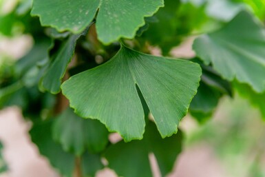 Ginkgo Ginkgo biloba arbuste Ginkgo biloba