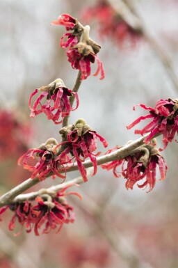Hamamelis mollis