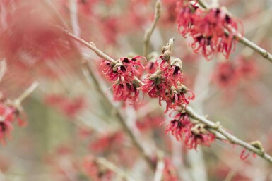 Hamamelis mollis