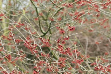 Hamamélis de chine Hamamelis mollis arbuste Hamamelis mollis arbuste