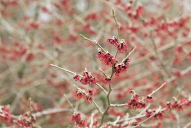 Hamamélis de chine Hamamelis mollis arbuste Hamamelis mollis arbuste