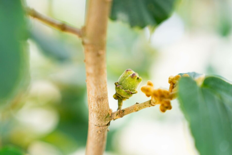 Hamamélis Hamamelis x intermedia 'Pallida' arbuste Hamamelis x intermedia 'Pallida' arbuste