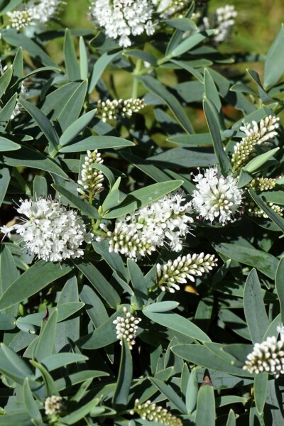 Véronique arbustive Hebe 'Blue Star' arbuste Hebe 'Blue Star' arbuste