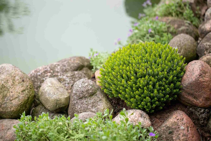 Hébé buxiforme Hebe buxifolia arbuste Hebe buxifolia arbuste