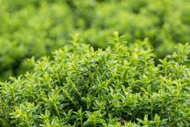 Hébé buxiforme Hebe buxifolia arbuste Hebe buxifolia arbuste