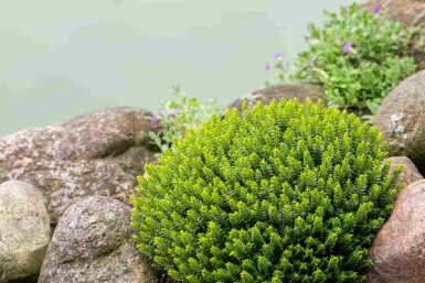 Hébé buxiforme Hebe buxifolia arbuste Hebe buxifolia arbuste