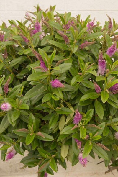 Véronique arbustive Hebe 'Great Orme' arbuste Hebe 'Great Orme' arbuste