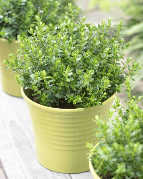 Véronique arbustive Hebe 'Margret' arbuste Hebe 'Margret' arbuste