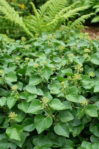 Hedera helix 'Arbori Compact' arbuste