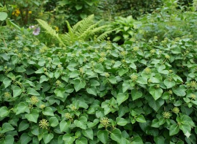 Hedera helix 'Arbori Compact' arbuste