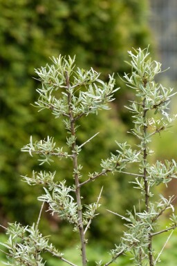 Argousier Hippophae rhamnoides arbuste Hippophae rhamnoides arbuste