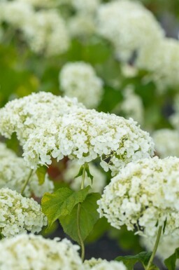 Hortensia Hydrangea ‘Strong Annabelle’ arbuste Hydrangea ‘Strong Annabelle’ arbuste