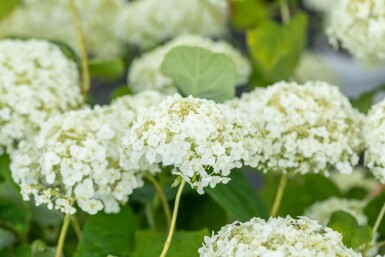 Hortensia Hydrangea ‘Strong Annabelle’ arbuste Hydrangea ‘Strong Annabelle’ arbuste