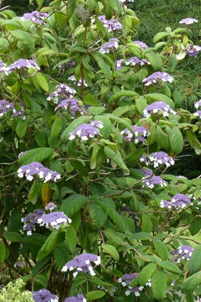 Hydrangea aspera 'Sargentiana' arbuste 60-80 cm
