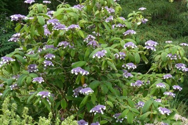 Hortensia duveteuse Hydrangea aspera 'Sargentiana' arbuste Hydrangea aspera 'Sargentiana'