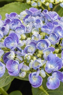 Hortensia Hydrangea macrophylla 'Ayesha' arbuste Hydrangea macrophylla 'Ayesha' arbuste