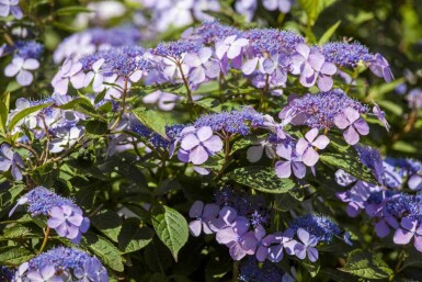 Hortensia Hydrangea macrophylla 'Bodensee' arbuste Hydrangea macrophylla 'Bodensee' arbuste