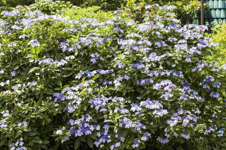 Hortensia Hydrangea macrophylla 'Bodensee' arbuste Hydrangea macrophylla 'Bodensee' arbuste