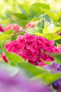 Hortensia Hydrangea macrophylla 'Bouquet Rose' arbuste Hydrangea macrophylla 'Bouquet Rose' arbuste