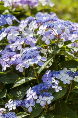 Hortensia Hydrangea macrophylla 'Mariesii Perfecta' arbuste Hydrangea macrophylla 'Mariesii Perfecta' arbuste