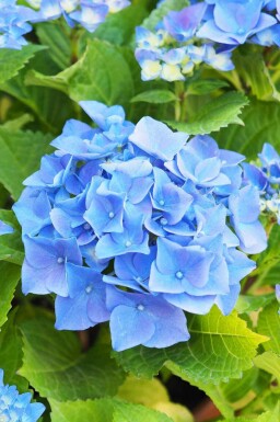 Hortensia Hydrangea macrophylla 'Nikko Blue' arbuste Hydrangea macrophylla 'Nikko Blue' arbuste