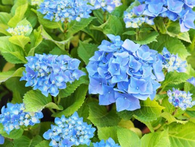 Hortensia Hydrangea macrophylla 'Nikko Blue' arbuste Hydrangea macrophylla 'Nikko Blue' arbuste