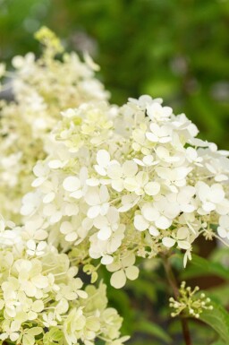 Hortensia à panicules Hydrangea paniculata 'Bobo' arbuste Hydrangea paniculata 'Bobo' arbuste