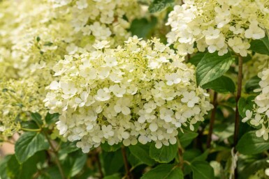 Hortensia à panicules Hydrangea paniculata 'Bobo' arbuste Hydrangea paniculata 'Bobo' arbuste