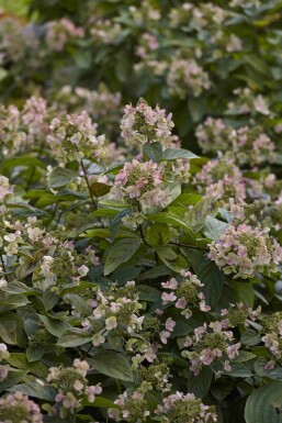 Hortensia à panicules Hydrangea paniculata 'Dart's Little Dot' arbuste Hydrangea paniculata 'Dart's Little Dot' arbuste