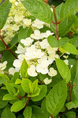Hortensia Ă panicules Hydrangea paniculata 'Early Sensation' arbuste 30-40 C3 Hydrangea paniculata 'Early Sensation' C3 30-40