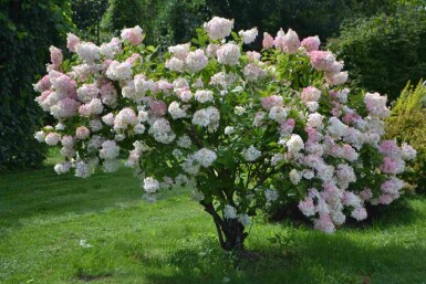 Hortensia à panicules Hydrangea paniculata 'Grandiflora' arbuste Hydrangea paniculata 'Grandiflora' arbuste