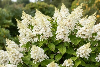 Hydrangea paniculata 'Kyushu' arbuste