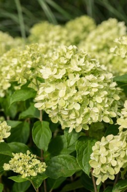 Hortensia à panicules Hydrangea paniculata 'Little Lime' arbuste Hydrangea paniculata 'Little Lime' arbuste