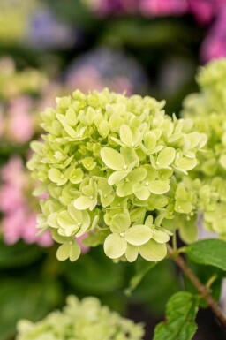 Hortensia à panicules Hydrangea paniculata 'Little Lime' arbuste Hydrangea paniculata 'Little Lime' arbuste