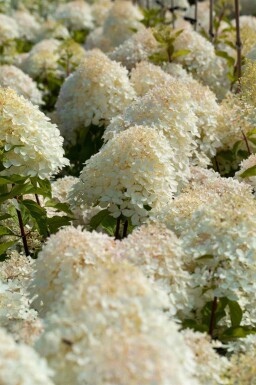 Hortensia paniculée Hydrangea paniculata 'Phantom' arbuste Hydrangea paniculata 'Phantom' arbuste