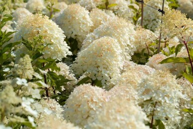 Hortensia paniculée Hydrangea paniculata 'Phantom' arbuste Hydrangea paniculata 'Phantom' arbuste
