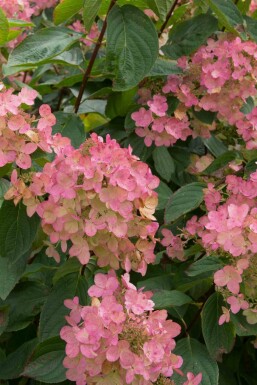 Hortensia paniculée Hydrangea paniculata 'Pink Diamond' arbuste Hydrangea paniculata 'Pink Diamond' arbuste