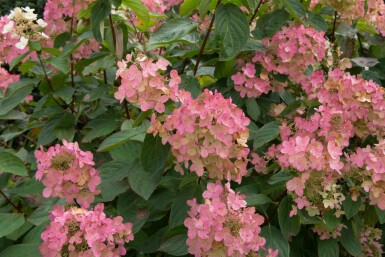 Hortensia paniculée Hydrangea paniculata 'Pink Diamond' arbuste Hydrangea paniculata 'Pink Diamond' arbuste