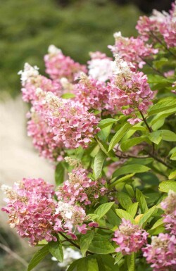 Hydrangée paniculée Hydrangea paniculata 'Pinky Winky' arbuste Hydrangea paniculata 'Pinky Winky' arbuste
