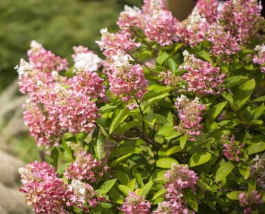 Hydrangée paniculée Hydrangea paniculata 'Pinky Winky' arbuste Hydrangea paniculata 'Pinky Winky' arbuste