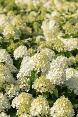 Hortensia à panicules Hydrangea paniculata 'Skyfall' arbuste Hydrangea paniculata 'Skyfall' arbuste
