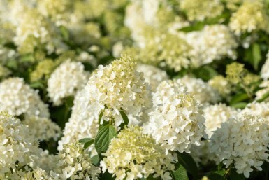 Hortensia à panicules Hydrangea paniculata 'Skyfall' arbuste Hydrangea paniculata 'Skyfall' arbuste