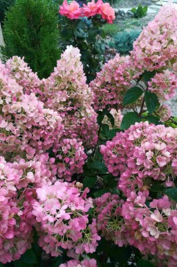Hortensia à panicules Hydrangea paniculata 'Sundae Fraise' arbuste Hydrangea paniculata 'Sundae Fraise' arbuste